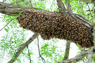 Swarm of bees on a branch